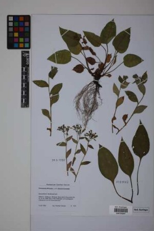 Pulmonaria officinalis L. x P. obscura Dumontier