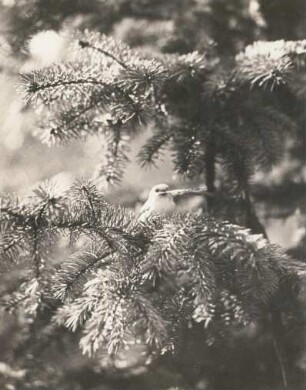 Schwanzmeise (Aegithalos caudatus) kommt mit Feder zum Nest