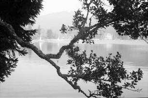 Blick durch einen Baumast auf den Titisee