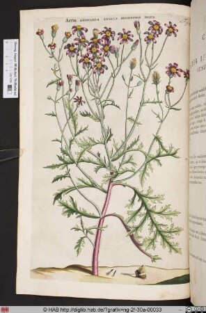 ASTER AFRICANUS ANNUS SENECIONIS FOLIIS.