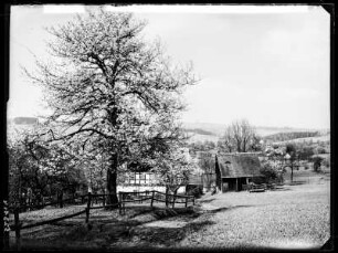 Baumblut bei Schwarzenberg