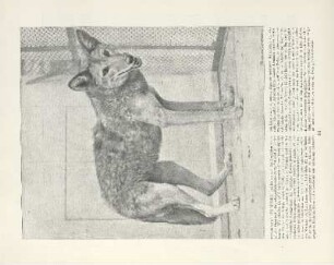 Präriewolf aus Mexiko