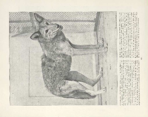 Präriewolf aus Mexiko