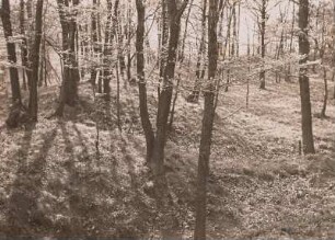 Burgwall Althirschstein : Burgwall Althirschstein. Südlicher Wallring von innen