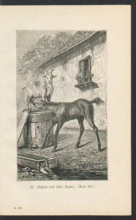 Tafel 57: Fohlen und seine Amme. (Seite 293.)