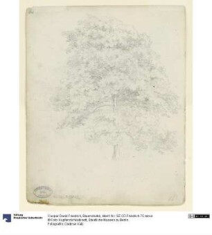 Baumstudie