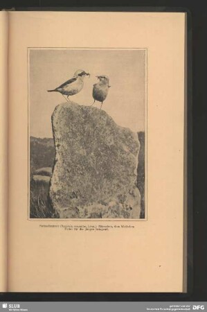 Steinschmätzer, Saxicola oenanthe, Linn., Männchen, dem Weibchen Futter für die Jungen bringend