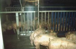 Fotografie: Fütterungstechnik, Mastschwein, Flüssigfütterungsanlage