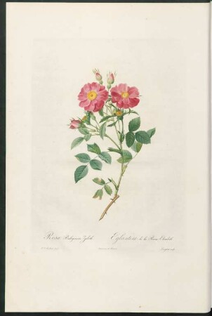 Rosa Rubiginosa Zabeth. Eglantine de la Reine Elisabeth. Langlois sculp.