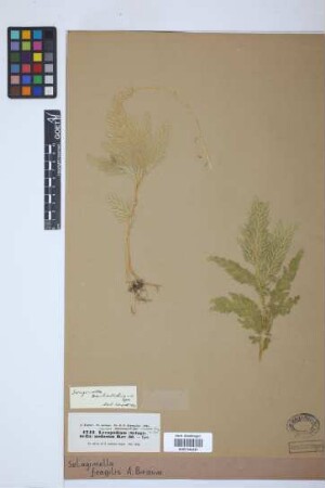 Selaginella fragilis A.Braun