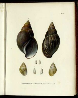 Ser. 1 = Abth. 1, Bd. 4, Taf: Novitates conchologicae. Ser. 1 = Abth. 1. Mollusca extramarina. Bd. 4