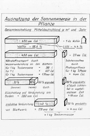 Ausnutzung der Sonnenenergie in der Pflanze
