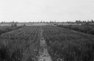 Weizenfelder : Blick über Weizenfelder