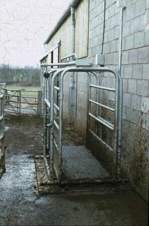 Fotografie: Tierproduktionsverfahren, Milchkuh, Wiegetechnik