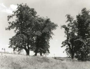 Gersdorf-Möhrsdorf. Rastplatz "Zenkers Linden"