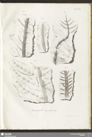 Fasc: II. Tab: VIII. Asterophyllites equisetiformis