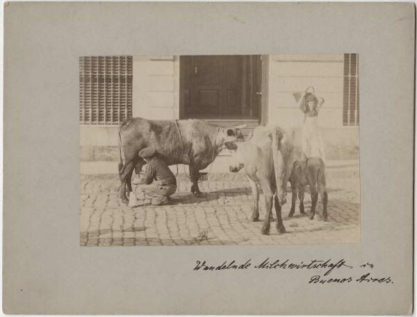 "The changing dairy industry in Buenos Aires"