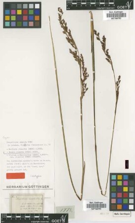 Cladium arthrophyllum (Nees) F.Muell. var. riparium (Nees) Kük.[isotype]