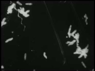 Der Bewegungsapparat von Bakterien und Protozoen