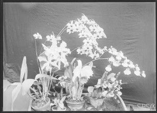 Potsdam, Park Sanssouci, Gewächshaus, Orchideen.