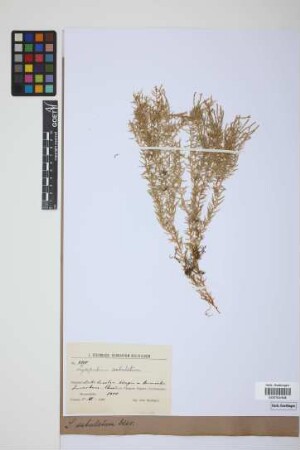 Phlegmariurus subulatus (Desv. ex Poir.) B. &Oslash;llg.