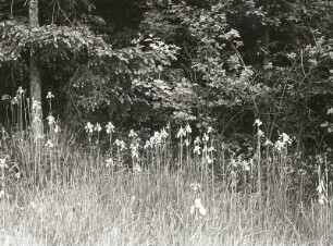 Osterzgebirge, Sattelbergwiesen. Wiesenschwertlilie (Sibirische Schwertlilie, Iris sibirica). Blühender Bestand am Waldrand