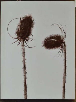 Distel