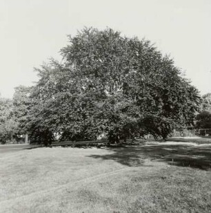 Blutbuche (Fagus salvatica var. purpurea tit.; Naturdenkmal)