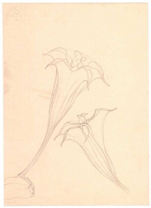Blütenstudien : Zwei Calla-Blüten
