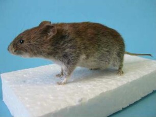 Feldmaus, Microtus arvalis