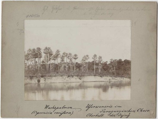 Wachspalmen. Uferszenerie im paraguayischen Chaco oberhalb des Jejuy