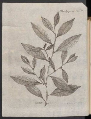 Eurya japonica