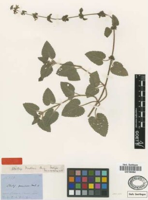 Stachys fendleri Briq. [isotype]