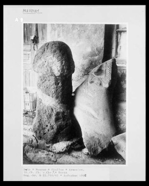 Phallus