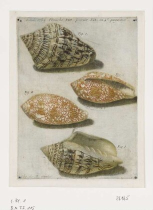 Vier Muscheln, aus: "Observations sur l'Histoire naturelle 1754", Planche VIII partie XII