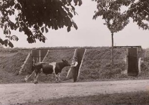 Ceesewitz, Hof Ranft, Einsäuerungsgruben für gedämpfte Kartoffeln mit Jungbulle,