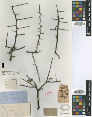 Moya spinosa Griseb. [holotype]