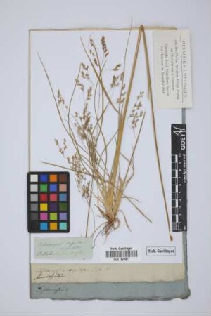 Deschampsia cespitosa versicolor