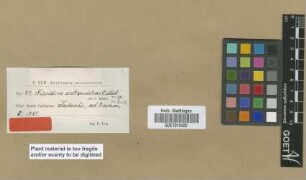 Fissidens antennidens Müll.Hal. ex Broth. [isotype]