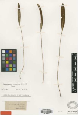 Acrostichum angustatum Schrad. [type]