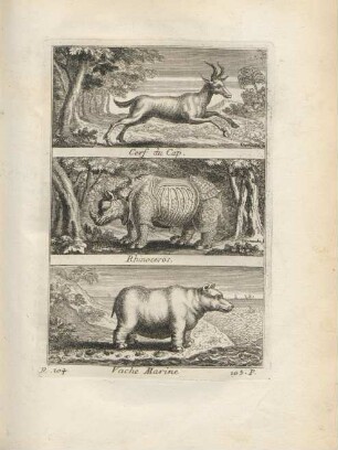 Cerf. du Cap. Rhinoceros. Vache Marine