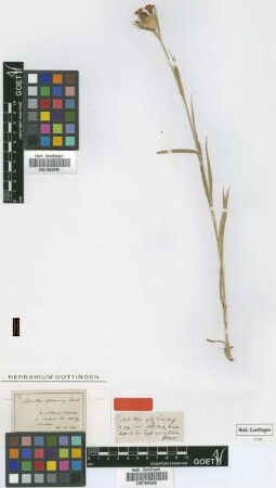 Dianthus liburnicus Bartl. [type]