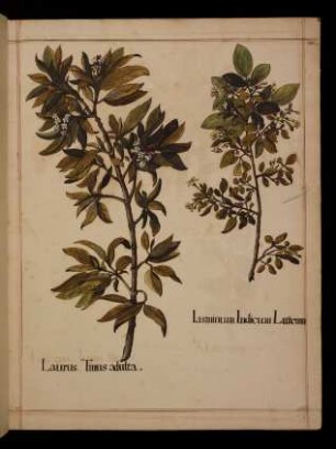 Laurus tinus adulta, Jasminum Indicum Luteum