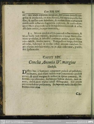 Caput XIV. Concha Anomia IV. margine Undosa