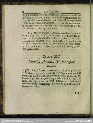 Caput XIV. Concha Anomia IV. margine Undosa
