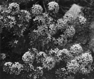 Rosmarin-Seidelbast (Daphne cneorum), auch Flaum-Seidelbast oder Steinröschen genannt, Pflanzenart aus der Gattung Seidelbast (Daphne) und gehört zur Familie der Seidelbastgewächse
