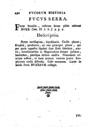 Fucus serra