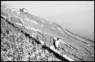 Lutry: Weinbauer in den Reben