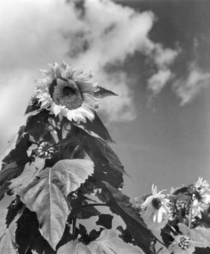 Blumen. Sonnenblumen auf einem Feld