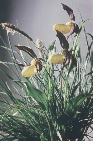 Gelber Frauenschuh mit Gras